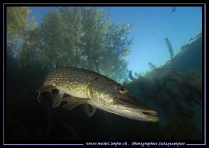 Pike Fish... :O)... by Michel Lonfat 